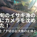 イサキ釣りの真最中にカメラを沈めてみた！