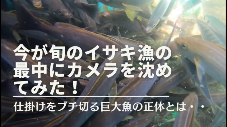 イサキ釣りの真最中にカメラを沈めてみた！