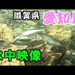 【水中映像】鮎だらけの川にルアー泳がせたら凄かった！【愛知川】
