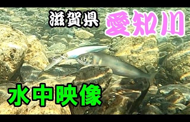 【水中映像】鮎だらけの川にルアー泳がせたら凄かった！【愛知川】