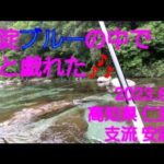 仁淀ブルーの川で鮎と戯れる🎵@高知県 仁淀川 支流 安居川