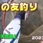 【鮎の友釣り】石川県手取川の天然遡上鮎