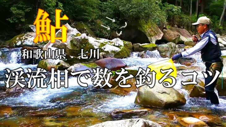鮎釣り　変化に富んだ渓流相の釣り方【竿抜け攻略】