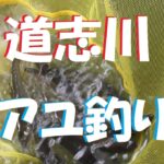【道志川アユ釣り】