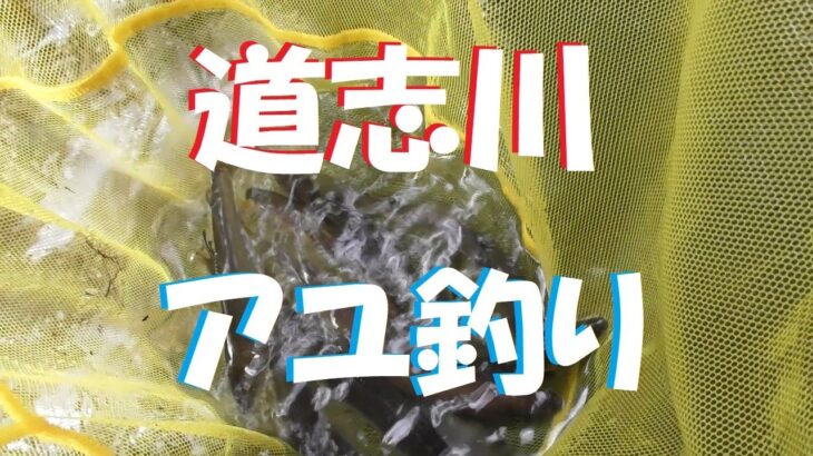 【道志川アユ釣り】