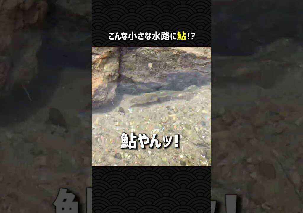 小さな水路に鮎!?