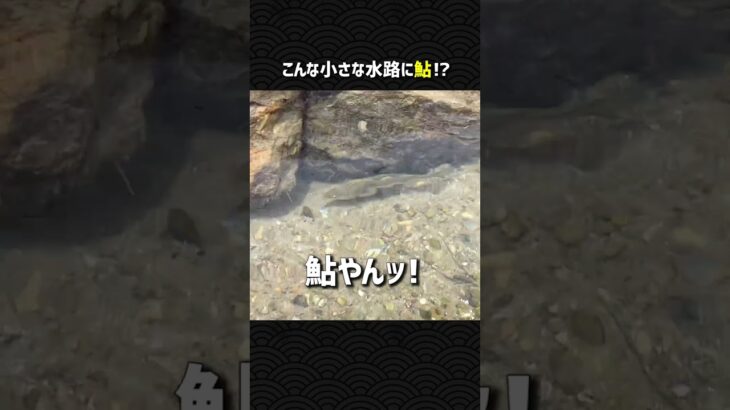 小さな水路に鮎!?