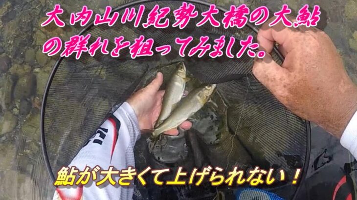 【大内山川鮎釣り】紀勢大橋の大鮎の群れを狙ってみました。＃鮎釣り＃大内山川＃大鮎 0