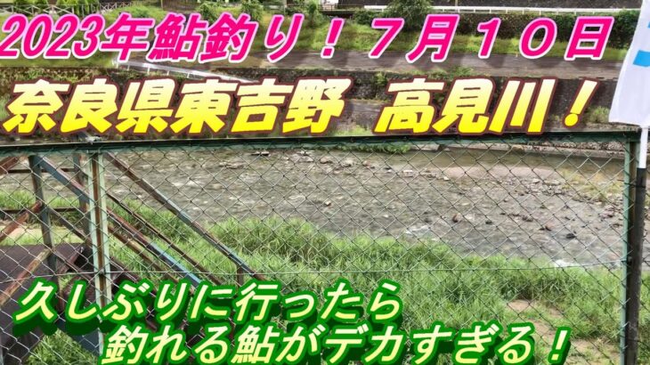 【高見川鮎釣り】久しぶりに様子を見てきました。＃鮎釣り＃高見川＃大鮎 1