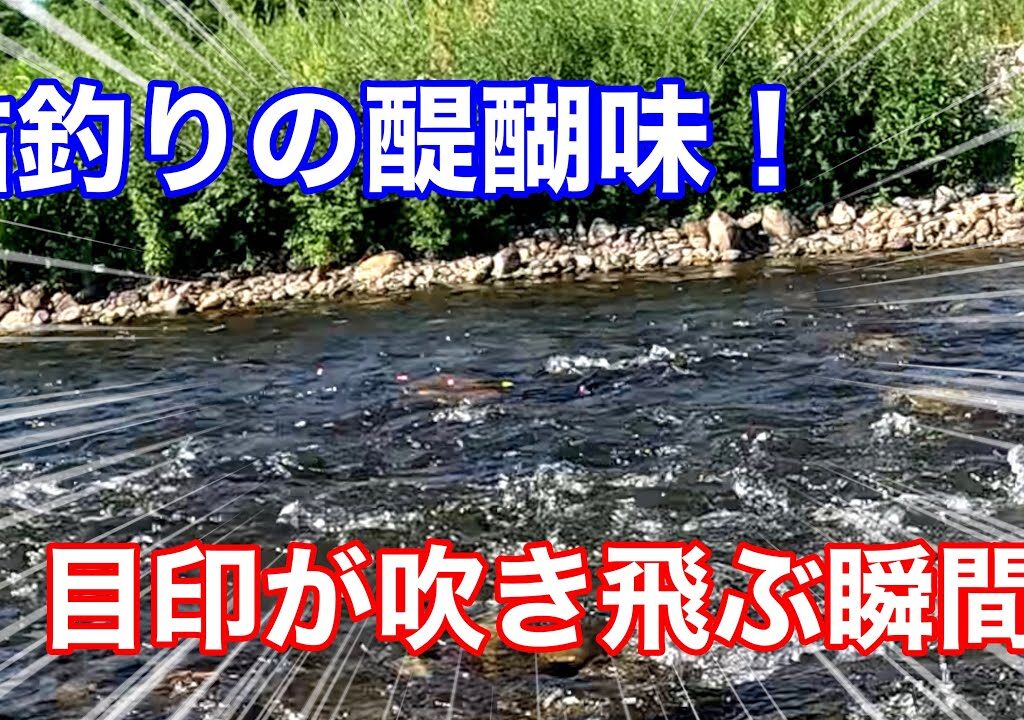 【鮎友釣り】目印が吹き飛ぶ！アタリの瞬間！100匹チャレンジ