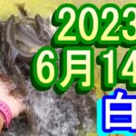 鮎釣り20㎝高引水 高橋上下 宮代橋 白川 2023年