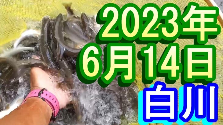 鮎釣り20㎝高引水 高橋上下 宮代橋 白川 2023年