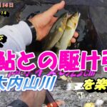 2023 07 14大内山川酪農下  23㎝大型鮎を細糸で引き抜く最高！