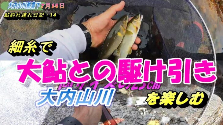 2023 07 14大内山川酪農下  23㎝大型鮎を細糸で引き抜く最高！