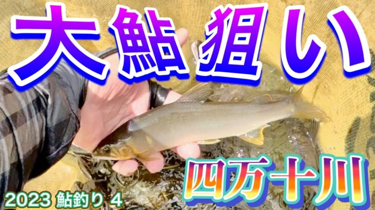 2023 鮎釣り ４　【四万十川大鮎狙い】で行ってみた