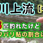 宮川上流のアユ釣り最新釣況。大会のために大量放流した中瀬ポイントはどんな感じかな？【宮川上流 2023年】