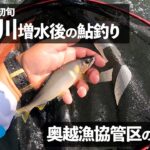 2023年増水後の足羽川鮎釣りと奥越でちょこっと鮎釣り