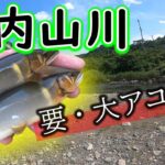 デカくて重い鮎が中～上流で掛かりだしています【2023年　大内山川の鮎釣り】