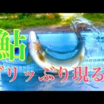 【鮎釣り】のされ祭り2023年