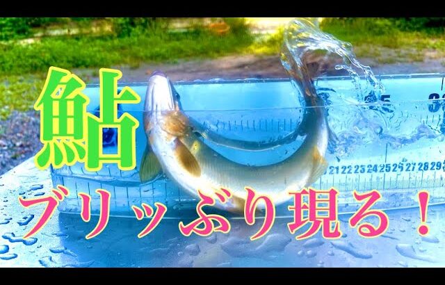 【鮎釣り】のされ祭り2023年