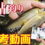 【鮎釣り2023】鮎釣り参考動画！馬瀬川下流
