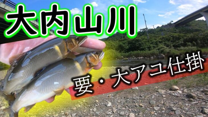 デカくて重い鮎が中～上流で掛かりだしています【2023年　大内山川の鮎釣り】