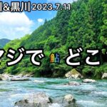 【鮎釣り】白川、黒川（岐阜県）｜2023.7.11【友釣り】