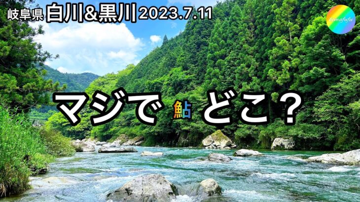 【鮎釣り】白川、黒川（岐阜県）｜2023.7.11【友釣り】