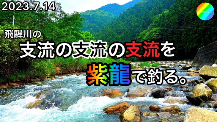 【鮎釣り】白川、黒川、赤川（岐阜県）｜2023.7.14【友釣り】