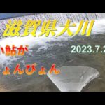 2023.7.20滋賀県大川で小鮎捕り