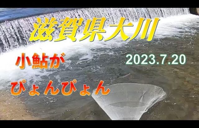 2023.7.20滋賀県大川で小鮎捕り