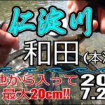 アユの友釣り 仁淀川(高知県) 本流 和田 2023.7.22am