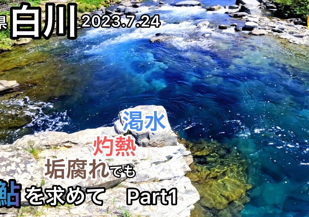 【鮎釣り】白川、黒川（岐阜県）｜2023.7.24【友釣り】
