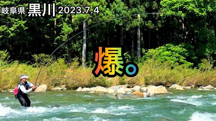 【鮎釣り】黒川（岐阜県）｜2023.7.4【友釣り】