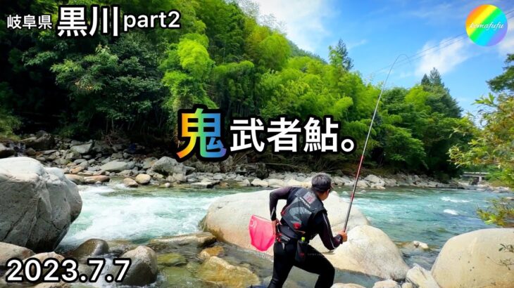【鮎釣り】黒川、白川少し（岐阜県）｜2023.7.7【友釣り】