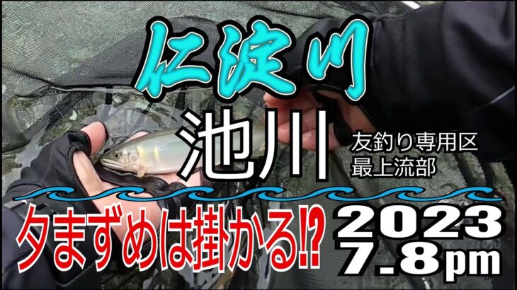 アユの友釣り 仁淀川(高知県) 池川地区(安居川) 2023.7.8pm