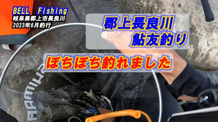 岐阜県郡上市長良川に鮎友釣りに行って来ました。2023年6月の釣行です。