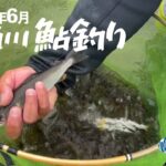 神通川で初鮎釣り【2023年6月】
