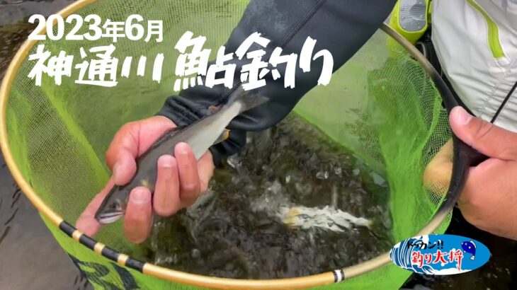 神通川で初鮎釣り【2023年6月】