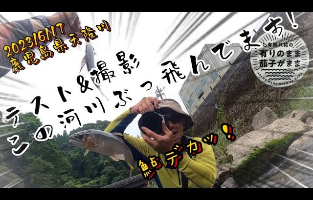 【鮎釣り】2023/6/17  人生初の天隆川。九州鮎成長凄い‼️