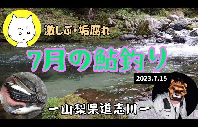 道志川で鮎釣りキャンプ！ー2023年7月ー山梨県