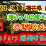 2023,7.11 南川 鮎だらけでなぜ釣れないのか❓