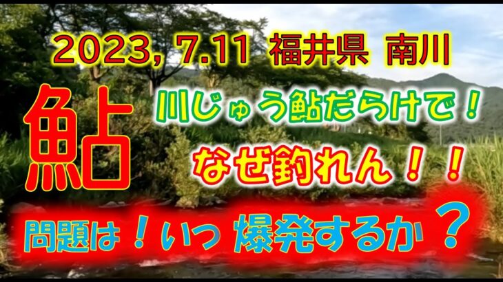 2023,7.11 南川 鮎だらけでなぜ釣れないのか❓