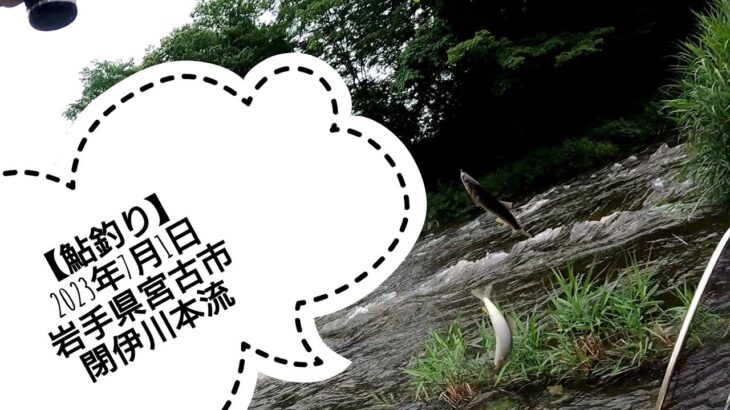 【鮎釣り】2023年7月1日 岩手県宮古市閉伊川本流　解禁日はまさかのスタート…