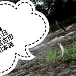 【鮎釣り】2023年7月1日 岩手県宮古市閉伊川本流　解禁日はまさかのスタート…