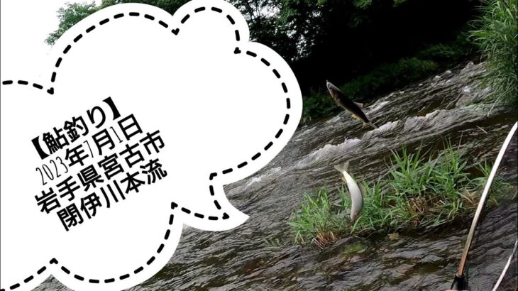 【鮎釣り】2023年7月1日 岩手県宮古市閉伊川本流　解禁日はまさかのスタート…