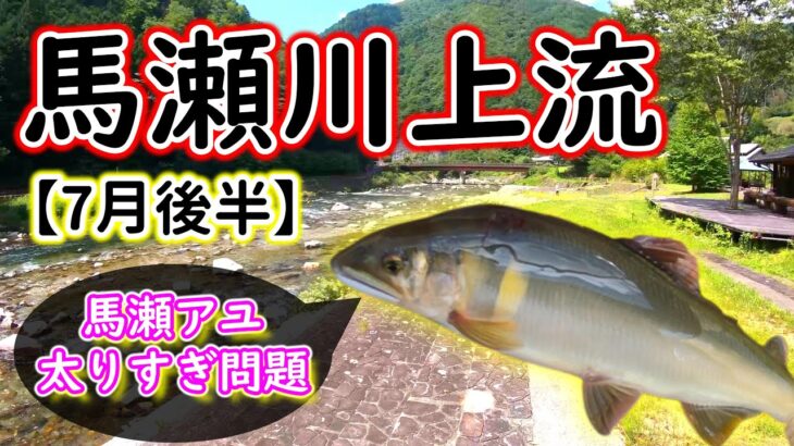 【2023年7月21日】なにこれ！？太すぎる馬瀬川のアユ！！大アユに成長するのも目前ですね