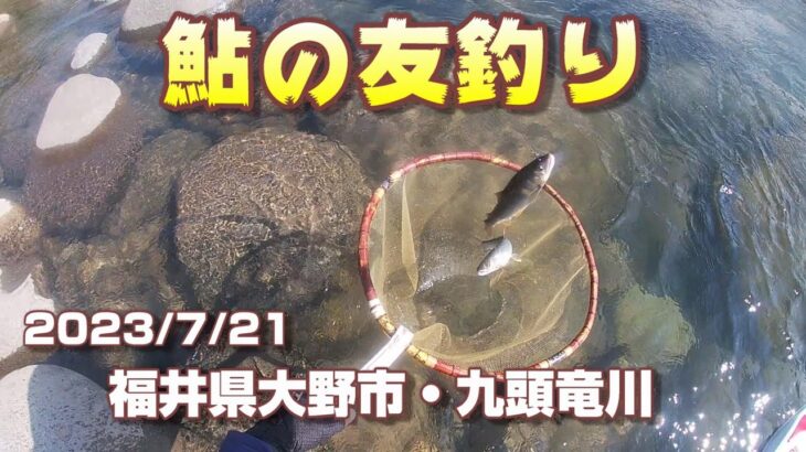 【鮎の友釣り】福井県大野市・九頭竜川2023/7/21