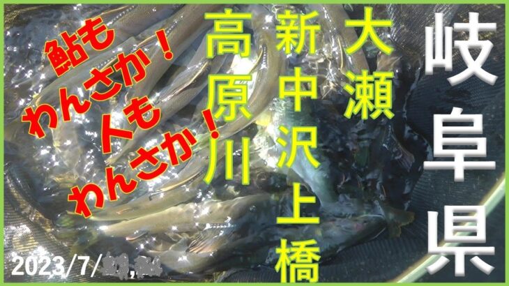 2023/7/22,23岐阜県飛騨　宮川下流、大瀬・新中沢上橋・高原川【鮎】釣れたらいいね！なんちゃんチャンネル