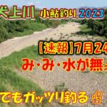 【速報】2023年7月24日・小鮎釣り・犬上川・水が無い。そんな厳しい状況でもガッツリ釣る方法。